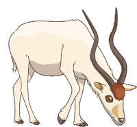Gif animé antilope blanche